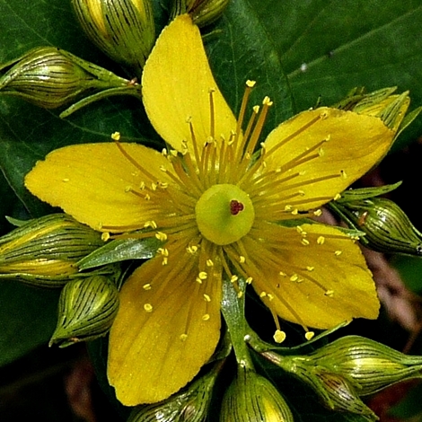 {Hypericum mitchellianum}